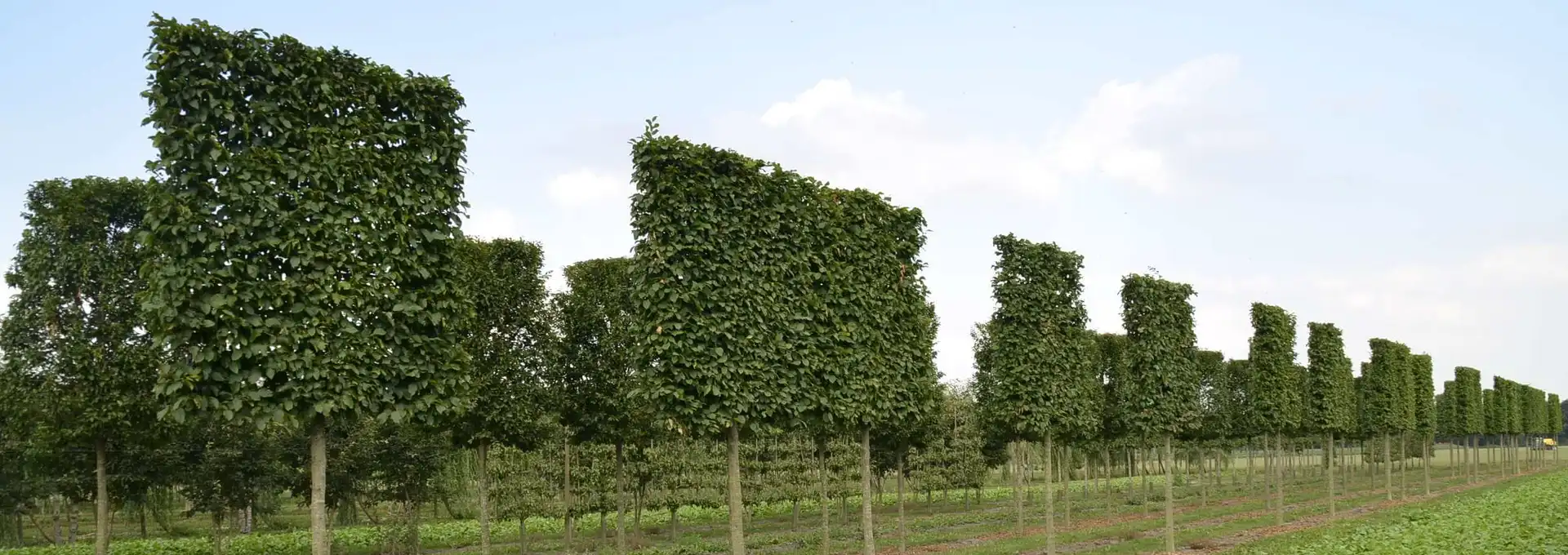 Welkom bij Laxsjon Plants