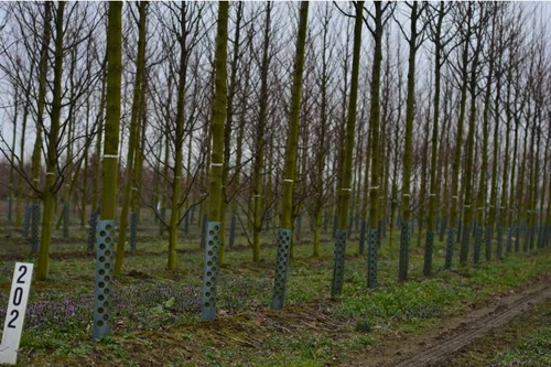 De Anti-Knabb-boombeschermer is een bewezen, betrouwbaar en vooral duurzaam product