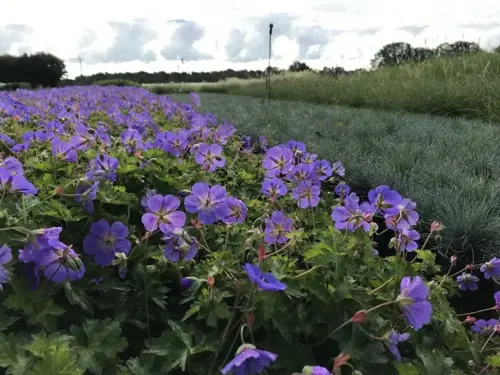 De tuintrend is planten erin