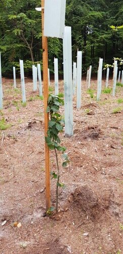 Growth tubes by the Municipality of Ede