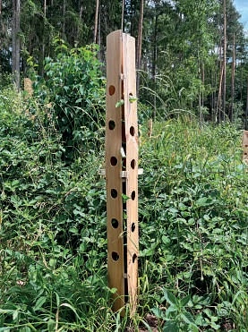 De Houten Dendron Laxsjon Boomkoker