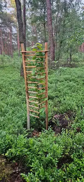 Plant Skeleton Tree Shelter